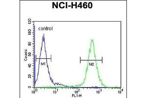 ACD10 Antibody (Center) (ABIN654760 and ABIN2844444) flow cytometric analysis of NCI- cells (right histogram) compared to a negative control cell (left histogram). (ACAD10 Antikörper  (AA 393-421))