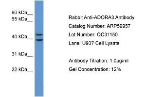 Western Blotting (WB) image for anti-Adenosine A3 Receptor (ADORA3) (C-Term) antibody (ABIN2788279) (Adenosine A3 Receptor Antikörper  (C-Term))