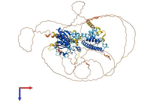 KANSL3 Protein (AA 1-903) (His tag)
