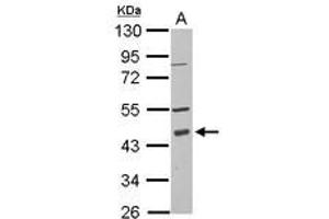 Image no. 1 for anti-Programmed Cell Death 2 (PDCD2) (AA 113-344) antibody (ABIN1500070) (PDCD2 Antikörper  (AA 113-344))