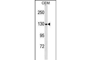 Western blot analysis in CEM cell line lysates (35ug/lane). (NCAPG Antikörper  (N-Term))