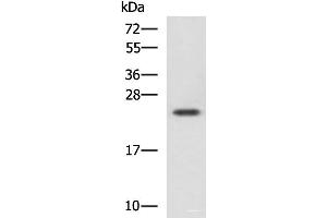 Western blot analysis of Jurkat cell lysate using CBX5 Polyclonal Antibody at dilution of 1:1100 (CBX5 Antikörper)