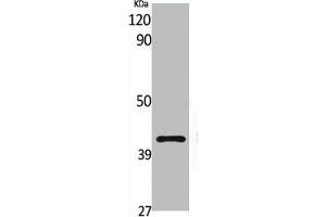 G Protein-Coupled Receptor 132 Antikörper  (C-Term)