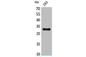Western Blot analysis of 293 cells using CGREF1 Polyclonal Antibody. (CGREF1 Antikörper  (N-Term))
