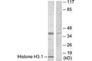 Western blot analysis of extracts from COLO205 cells, using Histone H3. (Histone H3.1 Antikörper  (AA 1-50))