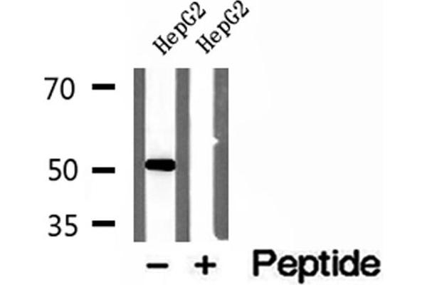 NAPRT1 antibody  (Internal Region)