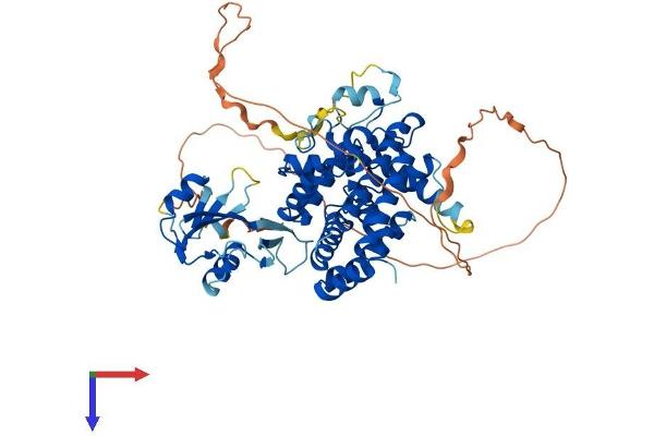 SH2D3A Protein (AA 1-576) (His tag)