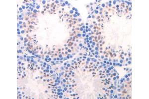 IHC-P analysis of Mouse Tissue, with DAB staining. (CELA1 Antikörper  (AA 44-259))