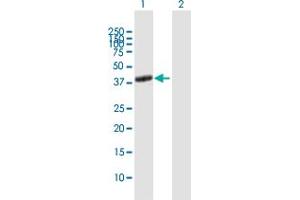 Western Blot analysis of ADORA2A expression in transfected 293T cell line by ADORA2A MaxPab polyclonal antibody. (Adenosine A2a Receptor Antikörper  (AA 1-412))