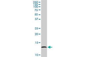 BOLA1 MaxPab polyclonal antibody. (BOLA1 Antikörper  (AA 1-137))