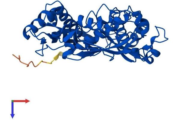 MAT1A Protein (AA 1-395) (His tag)