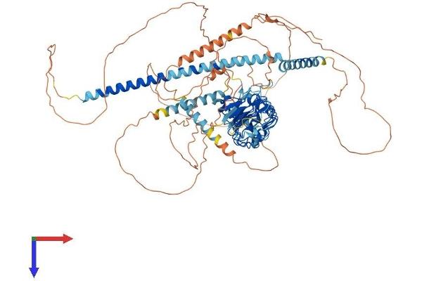 CEP97 Protein (AA 1-856) (His tag)