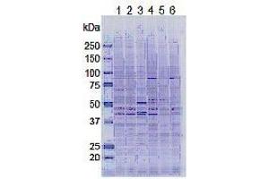 SDS-PAGE (SDS) image for anti-Lysine (K)-Specific Demethylase 5A (KDM5A) (AA 1416-1434) antibody (ABIN3201014) (KDM5A Antikörper  (AA 1416-1434))