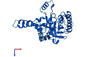 AWAT1 Protein (AA 1-328) (His tag)