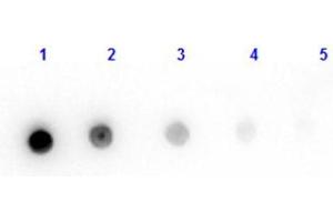 Dot Blot results of Goat Fab Anti-Mouse IgG Antibody. (Ziege anti-Maus IgG (Heavy & Light Chain) Antikörper - Preadsorbed)