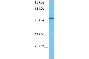Host:  Mouse  Target Name:  CHRNB2  Sample Tissue:  Mouse Testis  Antibody Dilution:  1ug/ml (CHRNB2 Antikörper  (N-Term))