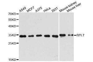 Western blot analysis of extracts of various cell lines, using RPL7 antibody. (RPL7 Antikörper  (AA 1-248))