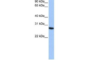 WB Suggested Anti-PSMA6 Antibody Titration:  0. (PSMA6 Antikörper  (N-Term))