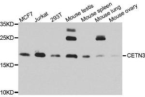 Western blot analysis of extract of various cells, using CETN3 antibody. (CETN3 Antikörper)