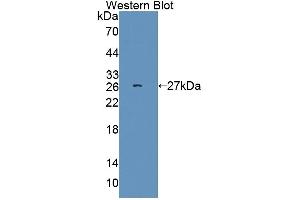 Detection of Recombinant SRSF1, Human using Polyclonal Antibody to Serine/Arginine Rich Splicing Factor 1 (SRSF1) (SRSF1 Antikörper  (AA 16-224))