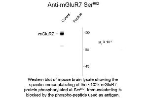 Western blot of Anti-mGluR7 pS862 (Rabbit) Antibody - 600-401-D78 Western Blot of Rabbit Anti-Metabotropic glutamate receptors (mGluR) 7 pS862 antibody.