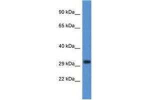 Image no. 1 for anti-Deoxyribonuclease I-Like 3 (DNASE1L3) (C-Term) antibody (ABIN6747455)