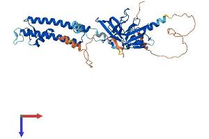 KCNJ14 Protein (AA 1-434) (His tag)