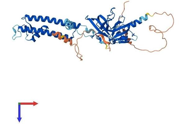 KCNJ14 Protein (AA 1-434) (His tag)