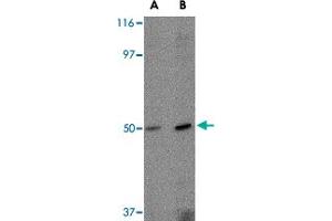 Western blot analysis of FEZ2 in mouse brain tissue lysate with FEZ2 polyclonal antibody  at (A) 0.