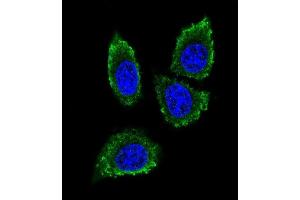 Confocal iunofluorescent analysis of P12 Antibody (C-term) (ABIN390136 and ABIN2840640) with 293 cell followed by Alexa Fluor® 488-conjugated goat anti-rabbit lgG (green).