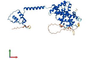 AlphaFold protein structure predicition of Human Recombinant VDR Protein, UniprotID P11473