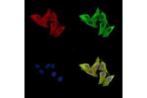 ABIN7096590 and ABIN7100654 staining HepG2 cells by IF/ICC.
