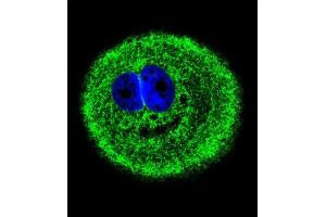 Confocal immunofluorescent analysis of MYO6 Antibody (C-term ) (ABIN655513 and ABIN2845028) with MCF-7 cell followed by Alexa Fluor® 488-conjugated goat anti-rabbit lgG (green). (Myosin VI Antikörper  (C-Term))