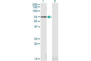 Western Blot analysis of PWP1 expression in transfected 293T cell line by PWP1 monoclonal antibody (M03), clone 1A12. (PWP1 Antikörper  (AA 1-501))