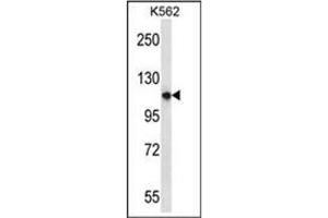 Western blot analysis of PLEKHM1 Antibody (N-term) in K562 cell line lysates (35ug/lane). (PLEKHM1 Antikörper  (N-Term))