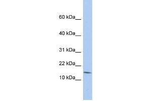 WB Suggested Anti-BTG2 Antibody Titration:  0. (BTG2 Antikörper  (N-Term))