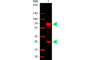 Chicken IgG (H&L) (Goat) Antibody 680 Conjugated - Western Blot. (Ziege anti-Huhn IgG Antikörper (DyLight 680) - Preadsorbed)