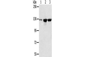 Western Blotting (WB) image for anti-N-Acetyltransferase 10 (GCN5-Related) (NAT10) antibody (ABIN2423841) (NAT10 Antikörper)