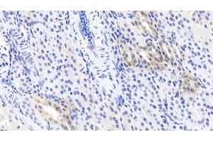 Detection of CRYl1 in Human Kidney Tissue using Monoclonal Antibody to Crystallin Lambda 1 (CRYl1) (CRYL1 Antikörper  (AA 24-232))