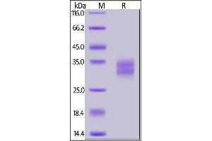 Biotinylated Human 4-1BB, His,Avitag™(MALS verified) on  under reducing (R) condition. (CD137 Protein (AA 24-186) (His tag,AVI tag,Biotin))