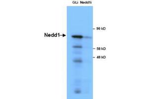 Image no. 1 for anti-Neural Precursor Cell Expressed, Developmentally Down-Regulated 1 (NEDD1) antibody (ABIN1103223) (NEDD1 Antikörper)