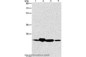 Western blot analysis of Mouse spleen and human fetal liver tissue, hela cell and human fetal brain tissue, using THOC7 Polyclonal Antibody at dilution of 1:450 (THOC7 Antikörper)