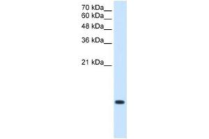 C3ORF10 antibody used at 2.