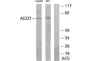Western blot analysis of extracts from HepG2 cells and 293 cells, using ADD3 antibody. (ADD3 Antikörper)