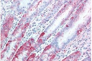 Anti-TSPAN13 antibody  ABIN1049446 IHC staining of human, stomach. (TSPAN13 Antikörper  (Internal Region))