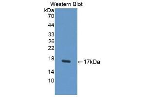 Detection of Recombinant UPK1A, Human using Polyclonal Antibody to Uroplakin 1A (UPK1A) (UPK1A Antikörper  (AA 117-232))