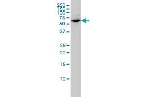 Western Blotting (WB) image for anti-Glomulin, FKBP Associated Protein (GLMN) (AA 1-594) antibody (ABIN564837)