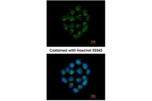 ICC/IF Image Immunofluorescence analysis of methanol-fixed HCT116, using Cathepsin O, antibody at 1:500 dilution. (CTSO Antikörper)