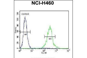 Flow cytometric analysis of NCI-H460 cells (right histogram) compared to a negative control cell (left histogram). (PRSS55 Antikörper  (C-Term))