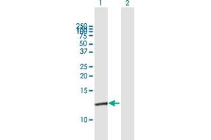 Western Blot analysis of S100A10 expression in transfected 293T cell line by S100A10 MaxPab polyclonal antibody. (S100A10 Antikörper  (AA 1-97))